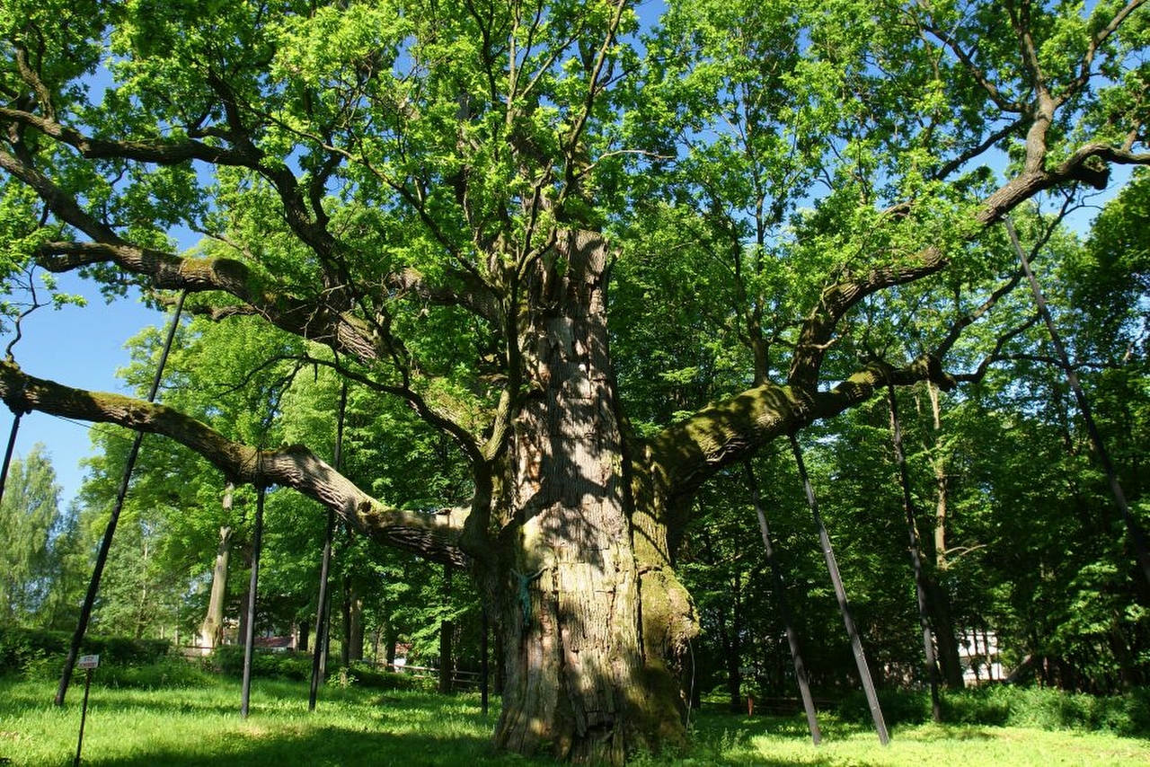 最老波兰树